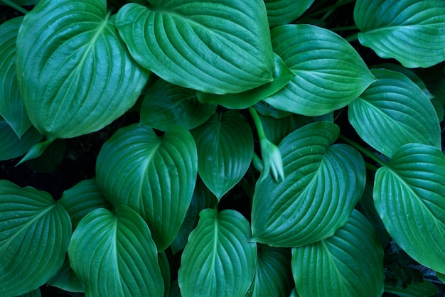 Plantas de folhas grandes com um grande arbusto verde.