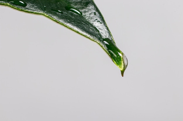 Plantas de folhas verdes com uma gota de água