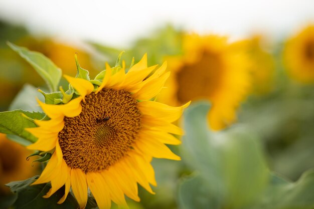 Plantas de girassol na Ucrânia produzem muito óleo vegetal País agrário com grandes campos férteis