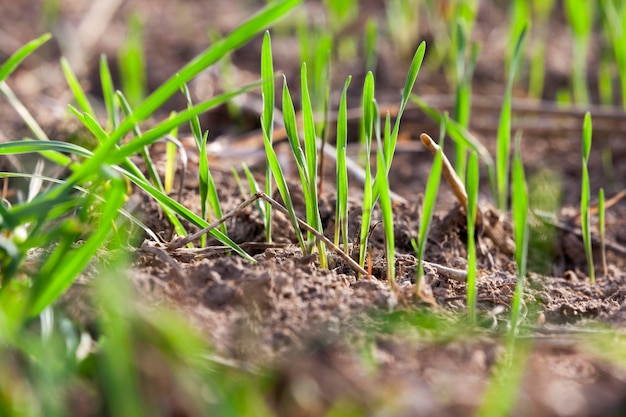 Plantas de grama jovem closeup