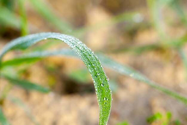 Plantas de grama jovem closeup