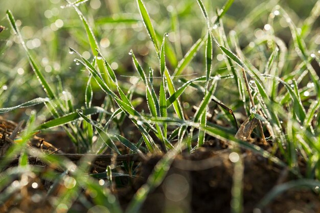 Plantas de grama jovem closeup