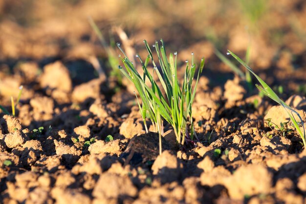 Plantas de grama jovem closeup