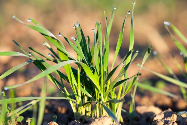 Plantas de grama jovem closeup