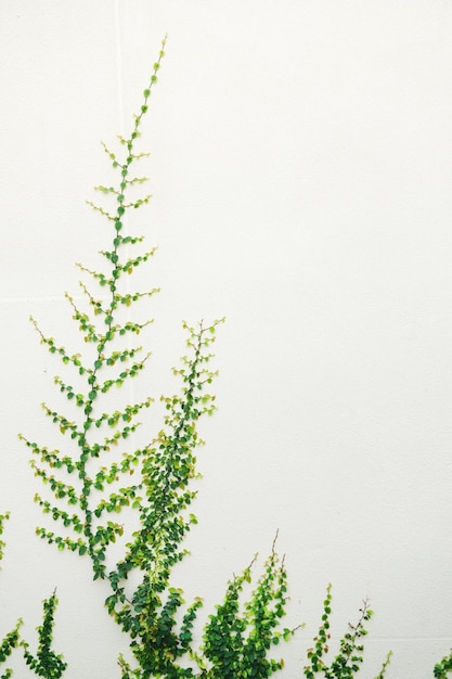 Plantas de hera verde e fundo de parede branca. vertical.