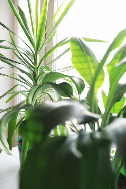 Plantas de interior e flores em vasos perto da janela mudas no peitoril da janela