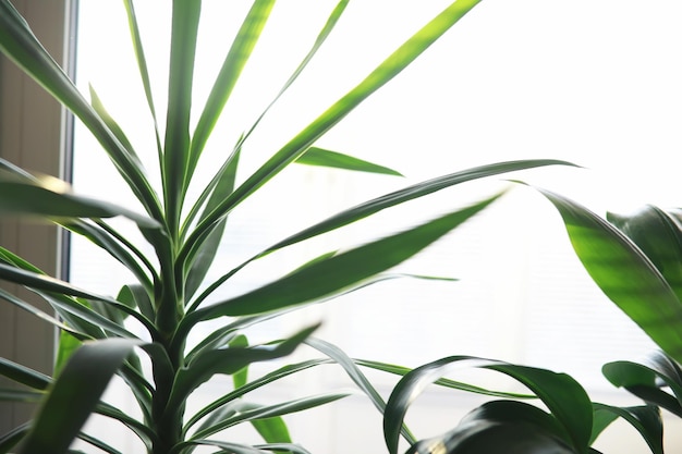 Plantas de interior e flores em vasos perto da janela Mudas no peitoril da janela