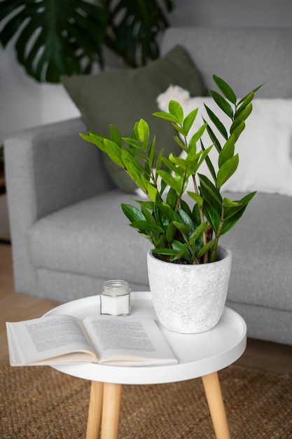 Plantas de interior em estúdio