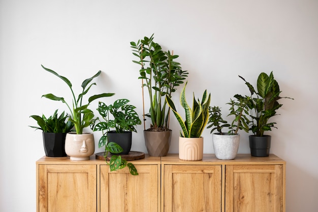 Foto plantas de interior em estúdio