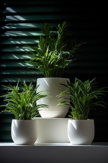 Plantas de interior em vasos Chamaedorea Aloe Haworthia Eco-casa Corno verde Plantas de casa de fundo