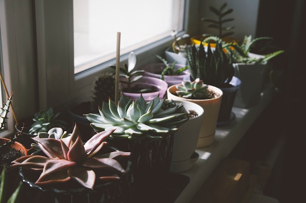 Foto plantas de interior na janela