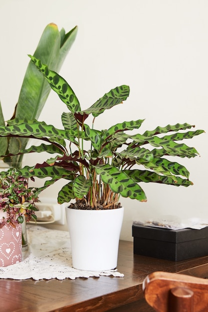 Foto plantas de interior no interior, flor com folhas manchadas em vaso branco sobre a mesa.