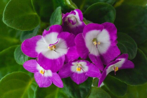 Plantas de interior violetas lilás em um fundo de vegetação close-up.