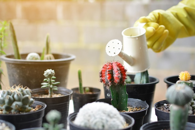Plantas de irrigação manual recortadas