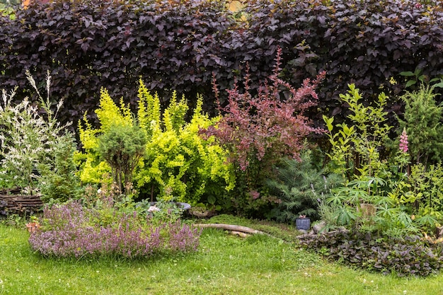 Plantas de jardim brilhantes em paisagismo