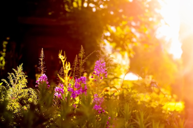 Plantas de jardim em uma luz quente do sol dourado