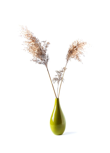 Plantas de junco secas naturais no vaso cerâmico verde no fundo branco