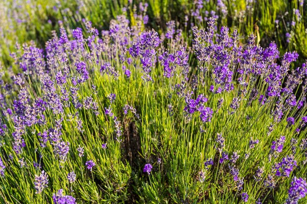 Plantas de lavanda crescendo em um campo