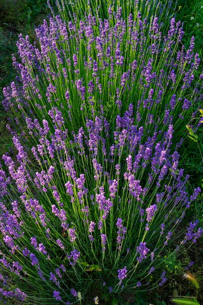 Plantas de lavanda no jardim