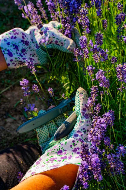 Plantas de lavanda no jardim