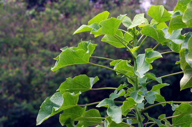 Plantas de mamona (ricinus communis)