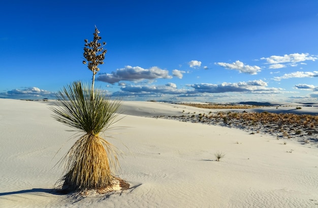 Foto plantas de mandioca crescendo no monumento nacional white sands novo méxico eua