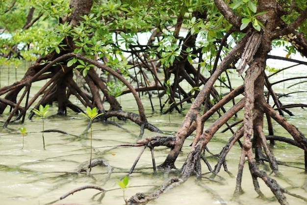 Foto plantas de mangue crescendo em zonas húmidas