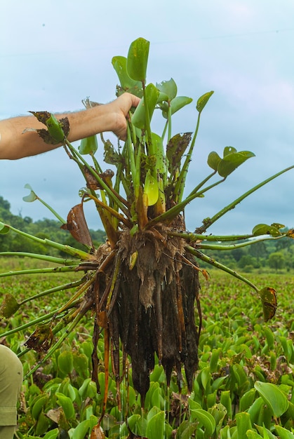 Plantas de mangue Nos manguezais predominam plantas halófilas