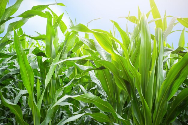 Plantas de milho escorçando abaixo do fundo da natureza