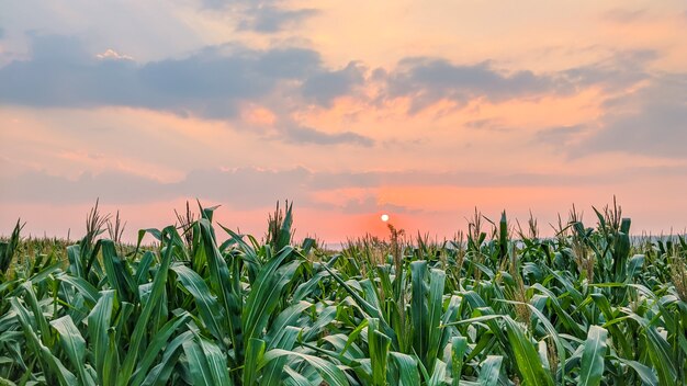 plantas de milho frescas ao pôr do sol no dia de verão