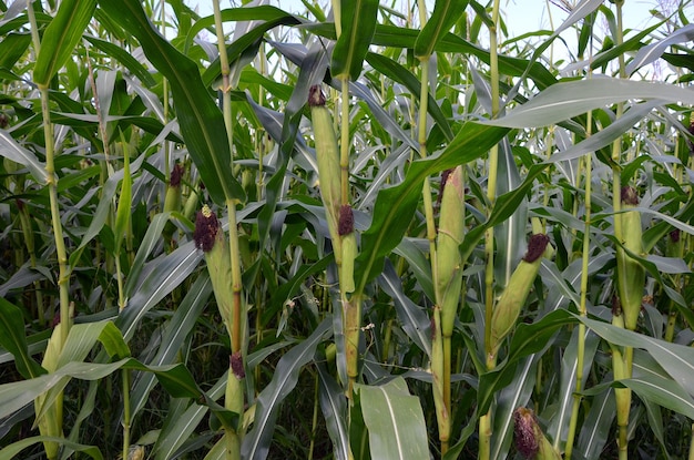 Plantas de milho para agricultura, ração animal e biocombustíveis