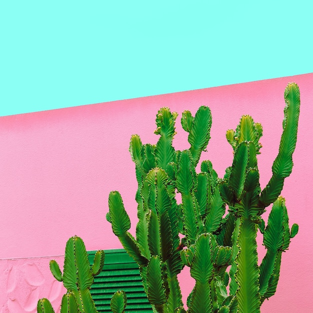 Plantas de moda mínima no design rosa. Cactus Canary Island