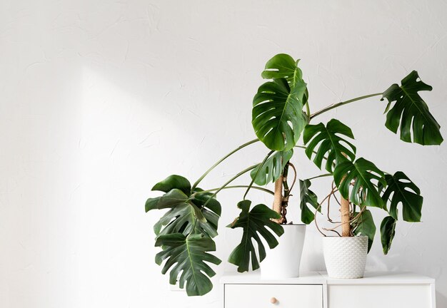 Plantas de monstera tropicais verdes na mesa do banheiro no interior claro e arejado da sala