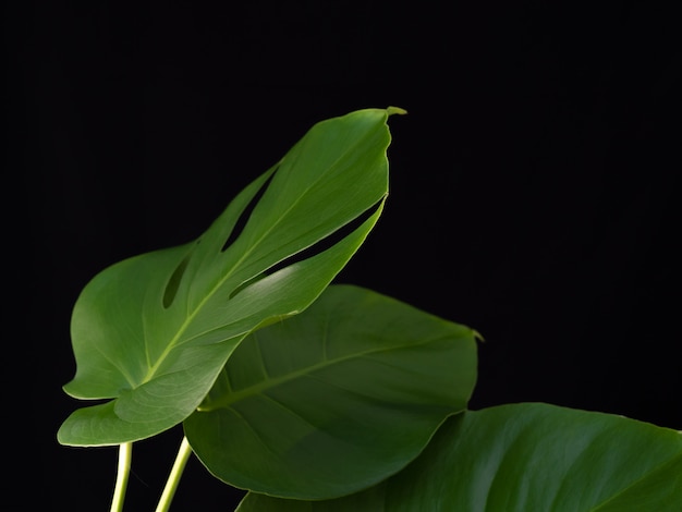 Plantas de monstera verde