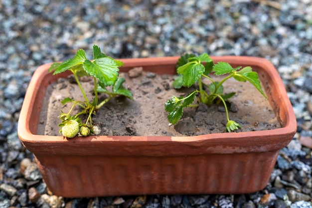 Plantas de morango dando frutos no pote