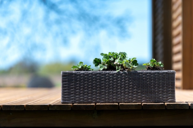 Plantas de morango em uma caixa decorativa no terraço ao ar livre da casa