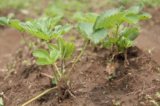 Plantas de morango