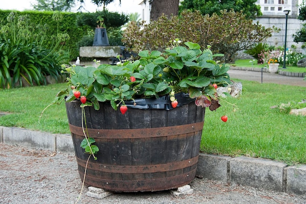 plantas de morango