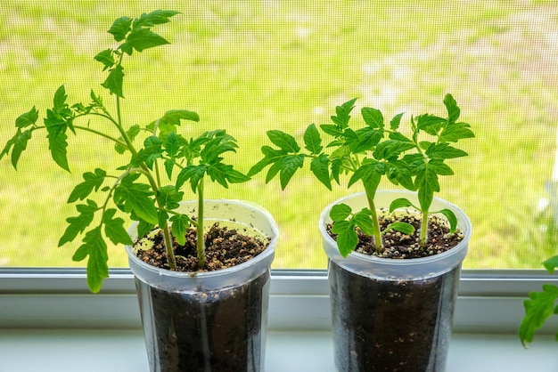 Plantas de mudas de tomate crescendo em recipientes de plástico