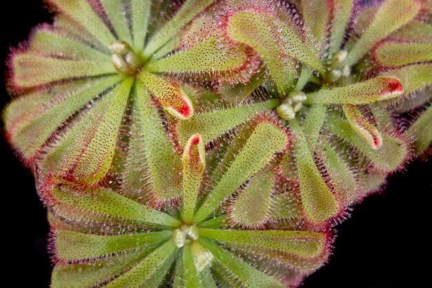 Foto plantas de orvalho