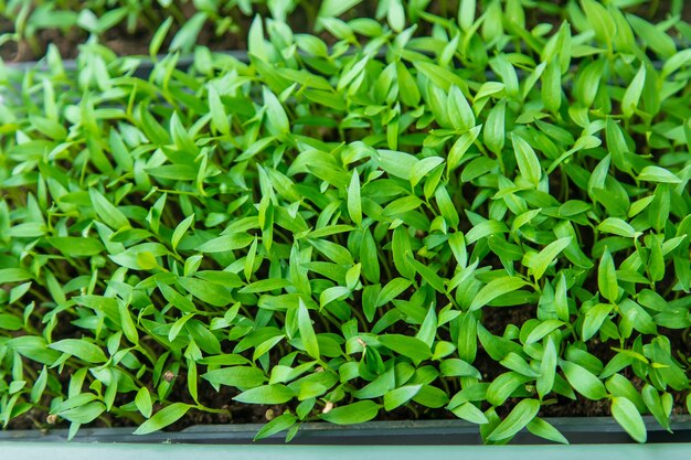 Plantas de páprica em vasos no parapeito da janela