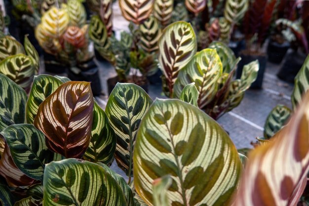 Plantas de pavão Calathea makoyana