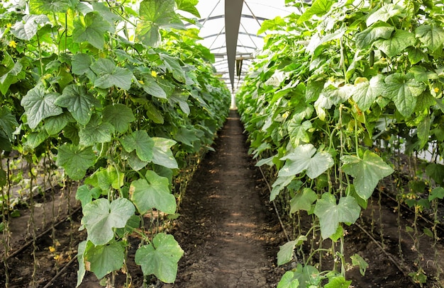 Plantas de pepino em estufa