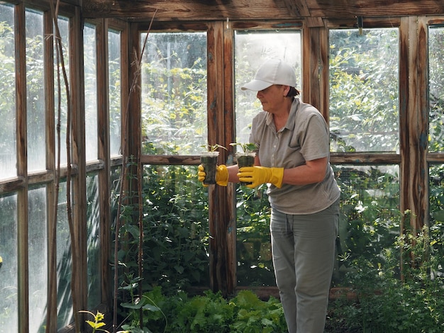 Plantas de pepino nas mãos de uma mulher que cultiva vegetais naturais sem foco seletivo