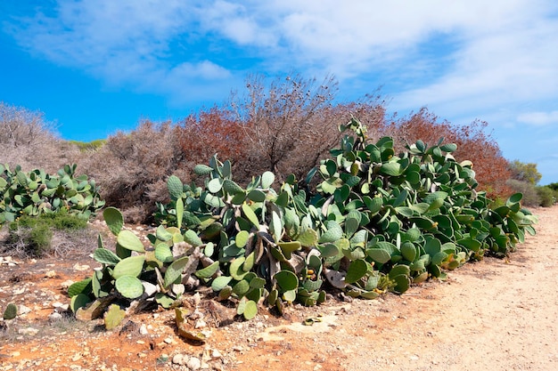 Plantas de pera espinhosa na natureza