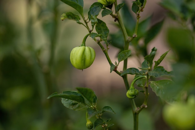 Plantas de pimenta com frutas com foco seletivo