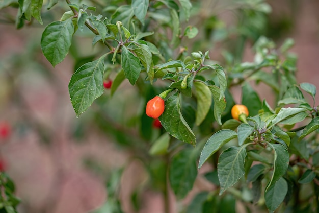 Plantas de pimenta com frutas com foco seletivo