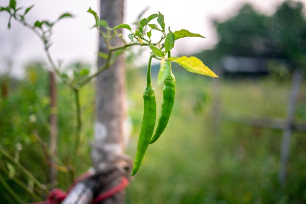 Plantas de pimenta verde crua na fazenda de pimenta ou pimentão verde de campo na árvore Pimentas