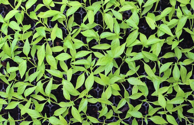 Plantas de pimentão do bebê na estufa.