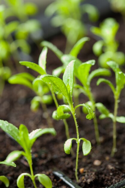 Plantas de plântulas crescendo em bandeja plástica de germinação